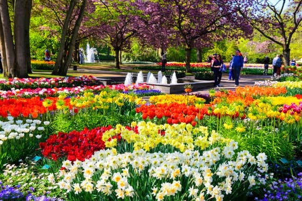 Autobus per Keukenhof con biglietti