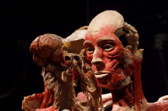 Biglietti per Body Worlds