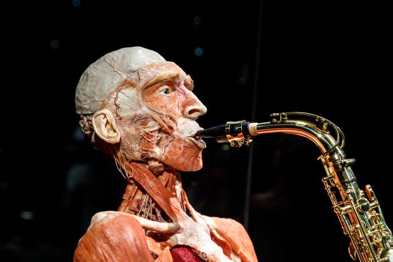 Un modello del Body Worlds