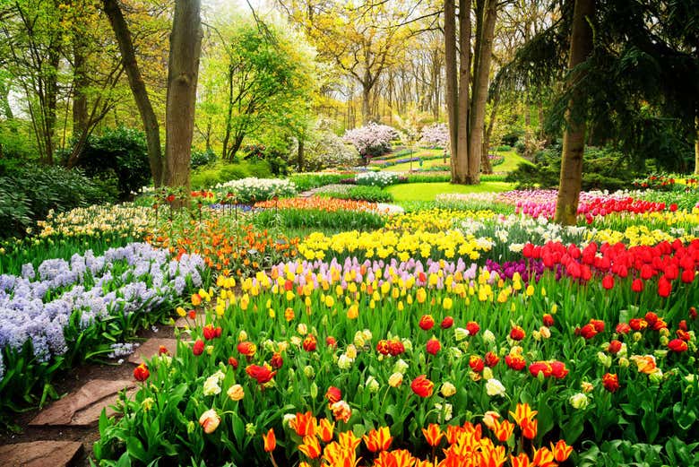 Keukenhof, il giardino di tulipani più famoso dei Paesi Bassi