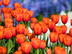 Keukenhof